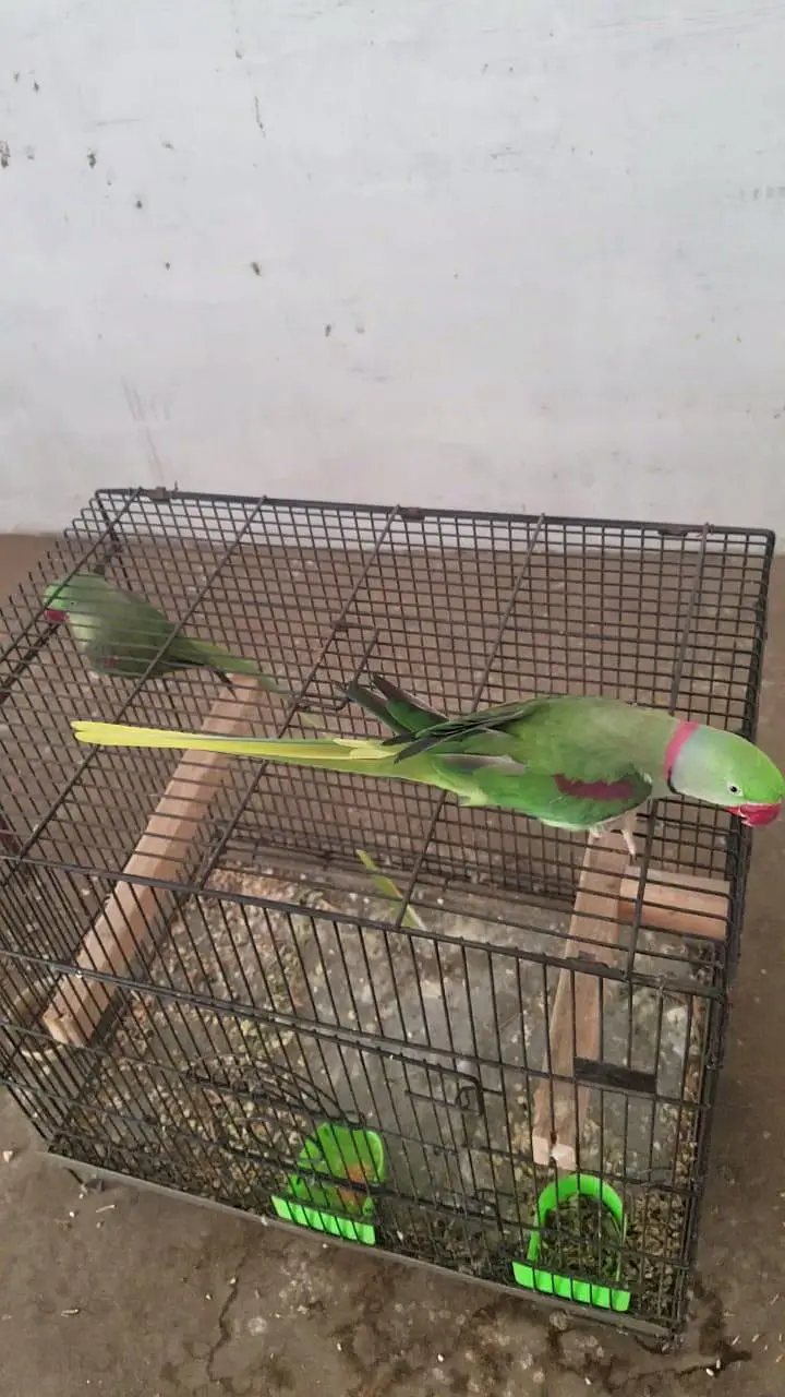 kashmiri raw parrot pair — photo 7