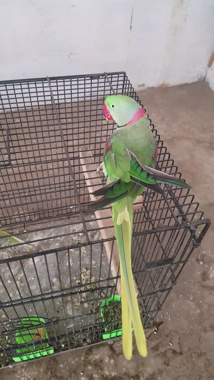 kashmiri raw parrot pair — photo 8