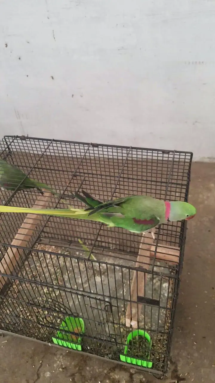 kashmiri raw parrot pair — photo 9