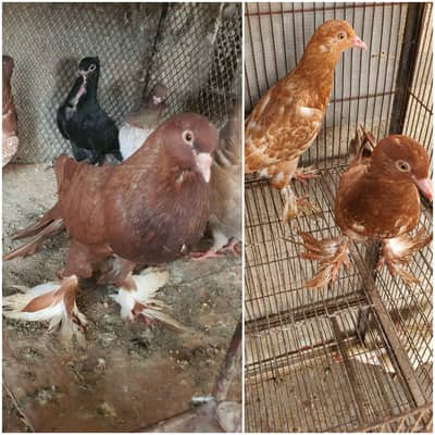 oriental pathay/pouter pathay or  female (PAISAI SUB K DIFFERENT HAIN)