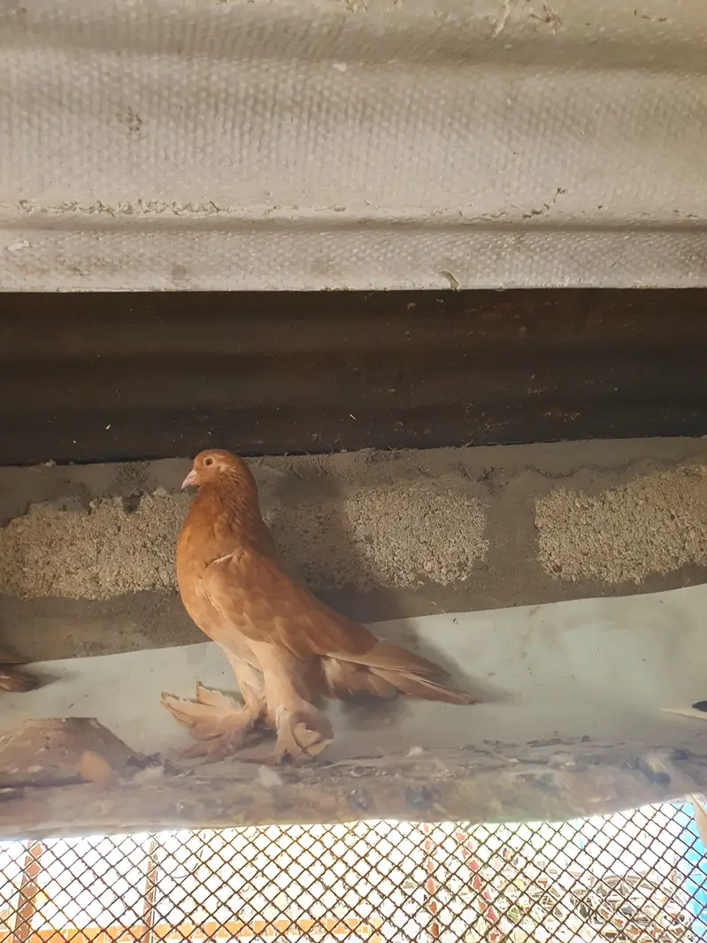 oriental pathay/pouter pathay or  female (PAISAI SUB K DIFFERENT HAIN) — photo 2