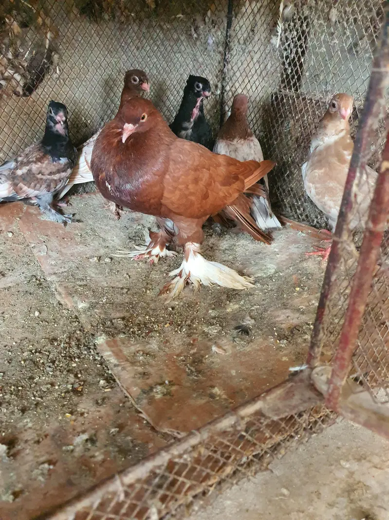 oriental pathay/pouter pathay or  female (PAISAI SUB K DIFFERENT HAIN) — photo 3