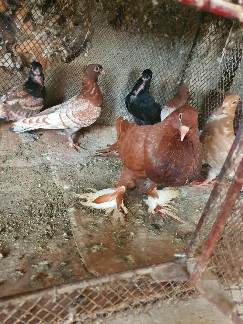 oriental pathay/pouter pathay or  female (PAISAI SUB K DIFFERENT HAIN) — photo 4