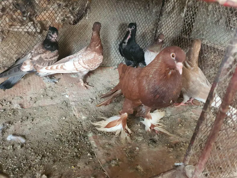 oriental pathay/pouter pathay or  female (PAISAI SUB K DIFFERENT HAIN) — photo 5
