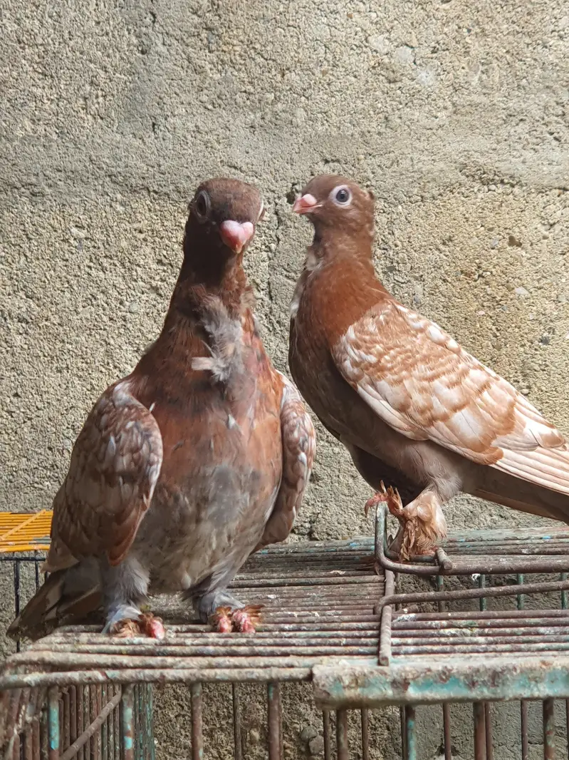 oriental pathay/pouter pathay or  female (PAISAI SUB K DIFFERENT HAIN) — photo 6