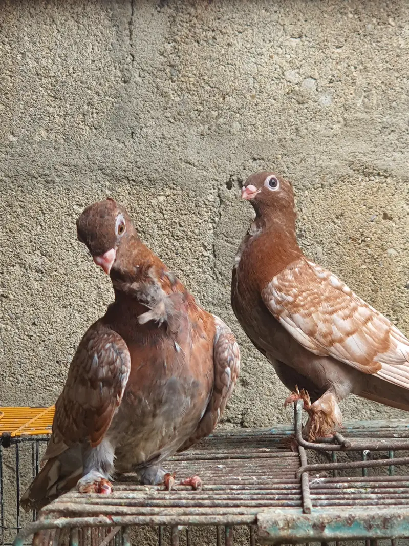 oriental pathay/pouter pathay or  female (PAISAI SUB K DIFFERENT HAIN) — photo 7
