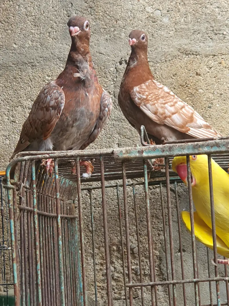 oriental pathay/pouter pathay or  female (PAISAI SUB K DIFFERENT HAIN) — photo 8
