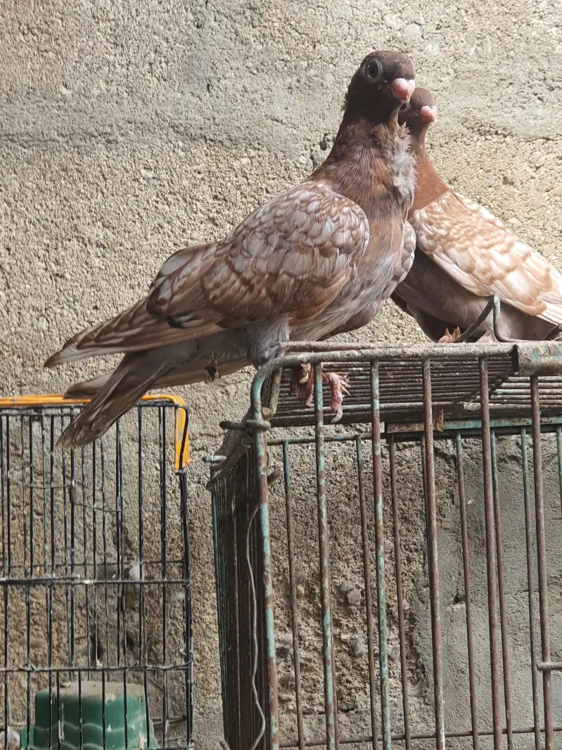 oriental pathay/pouter pathay or  female (PAISAI SUB K DIFFERENT HAIN) — photo 9