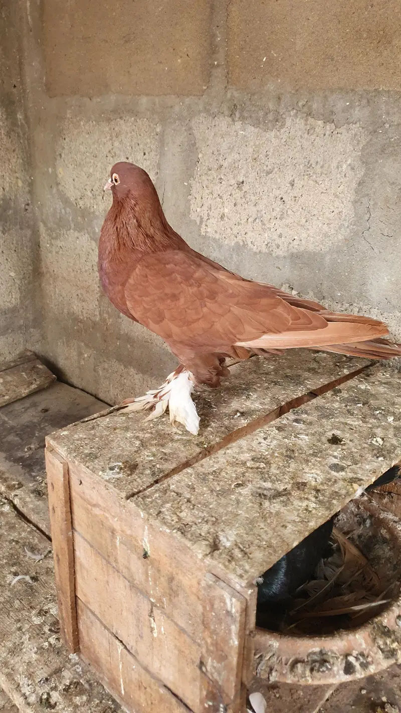 oriental pathay/pouter pathay or  female (PAISAI SUB K DIFFERENT HAIN) — photo 11