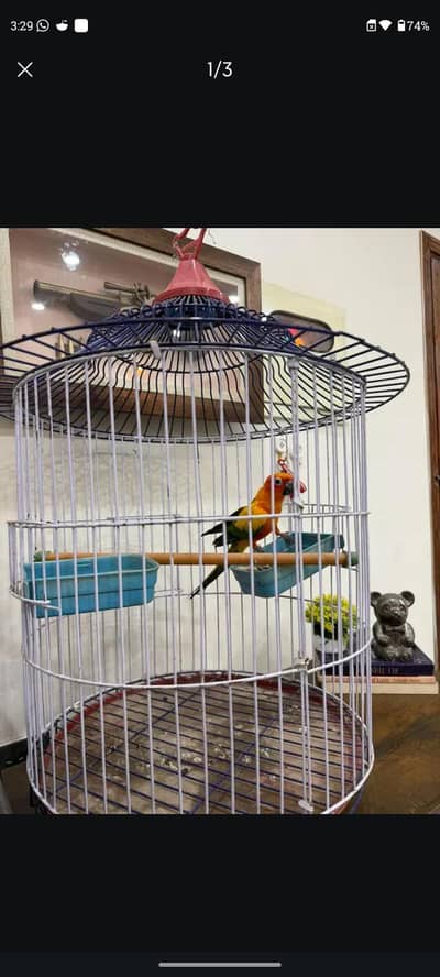 Sunconure | Yellow Ring Neck | Green Ring Neck