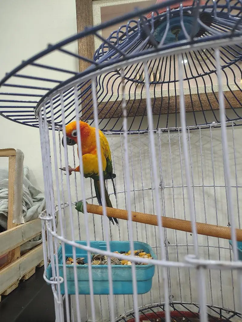 Sunconure | Yellow Ring Neck | Green Ring Neck — photo 2