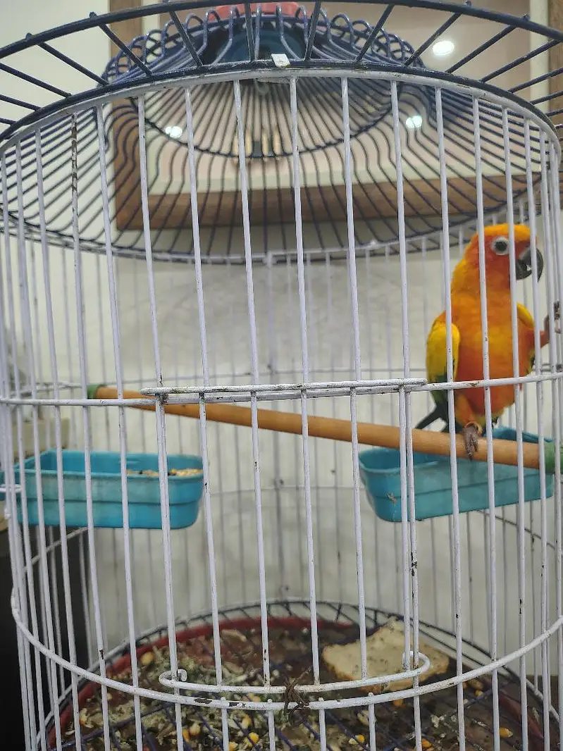 Sunconure | Yellow Ring Neck | Green Ring Neck — photo 3