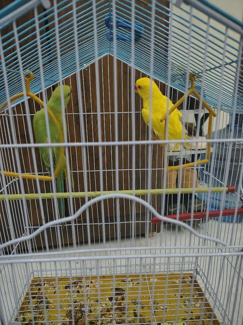 Sunconure | Yellow Ring Neck | Green Ring Neck — photo 4