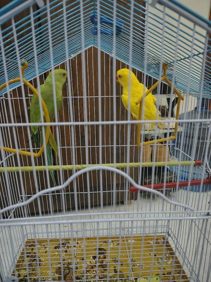 Sunconure | Yellow Ring Neck | Green Ring Neck — photo 5