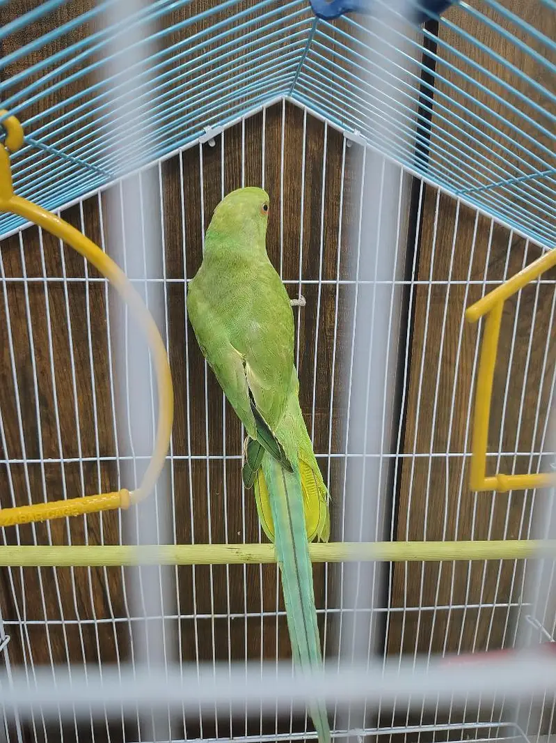 Sunconure | Yellow Ring Neck | Green Ring Neck — photo 6