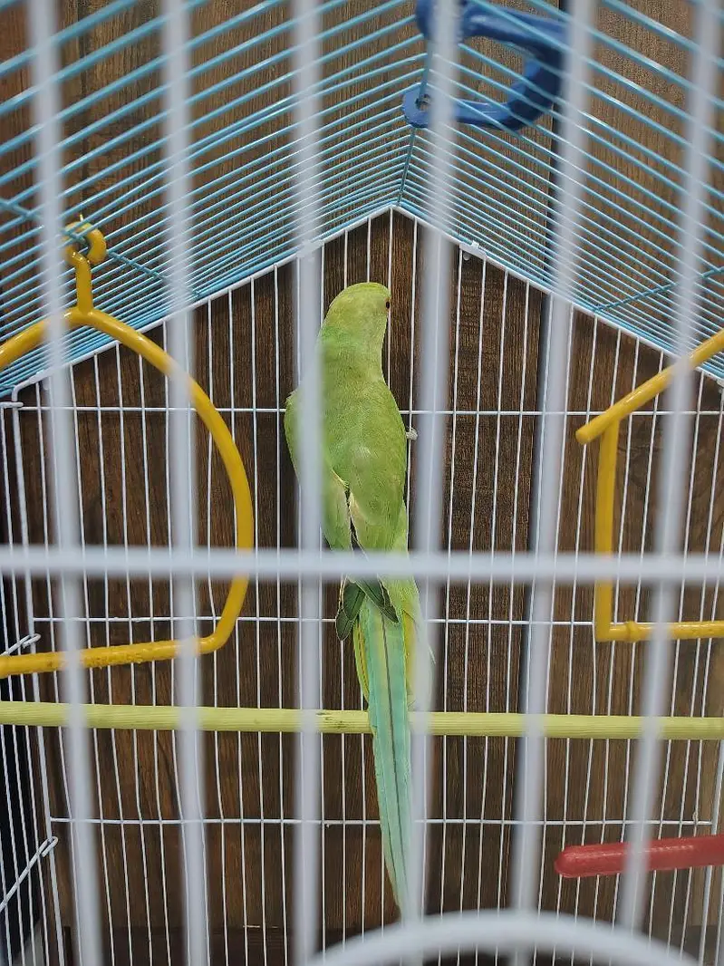 Sunconure | Yellow Ring Neck | Green Ring Neck — photo 7