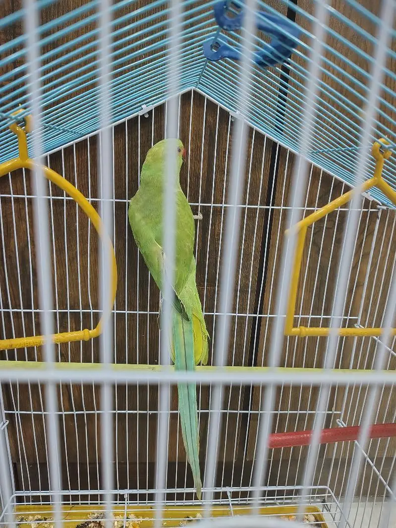 Sunconure | Yellow Ring Neck | Green Ring Neck — photo 8