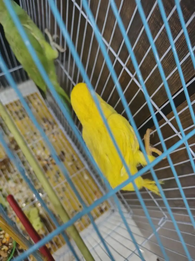 Sunconure | Yellow Ring Neck | Green Ring Neck — photo 9