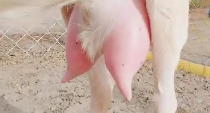 3 Bacchon Ka Sath Desi Bakri For Sale/03487390292 — photo 6