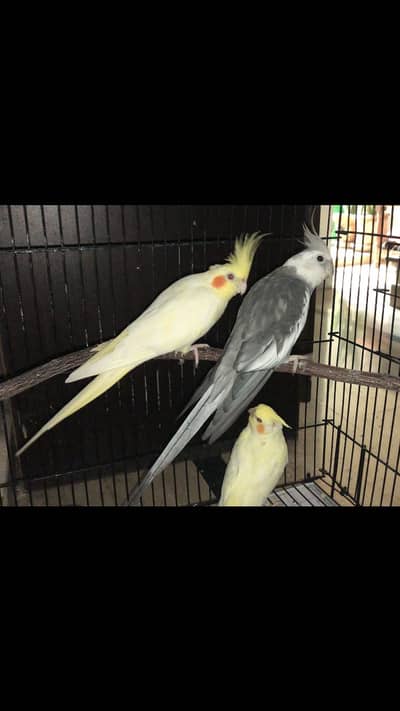 Cocktail breader pair