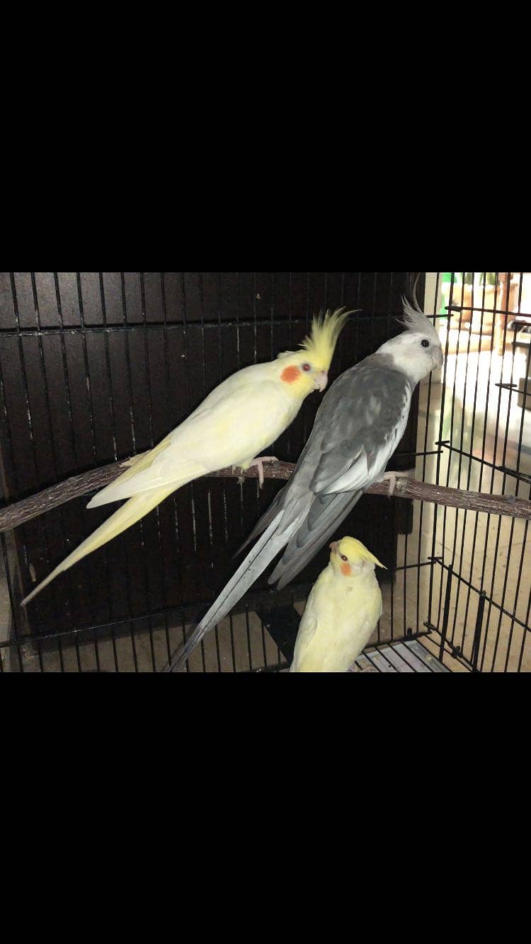Cocktail breader pair 0