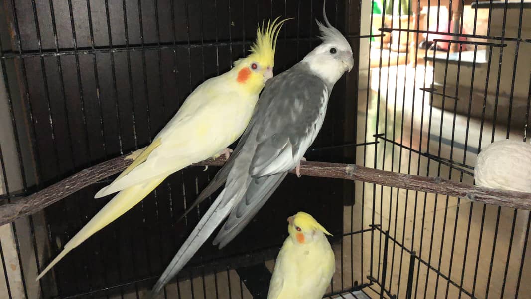 Cocktail breader pair 1