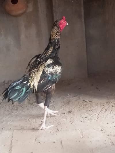 for sale