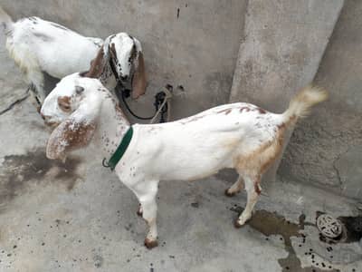 Makkhi cheni 2 female far sale