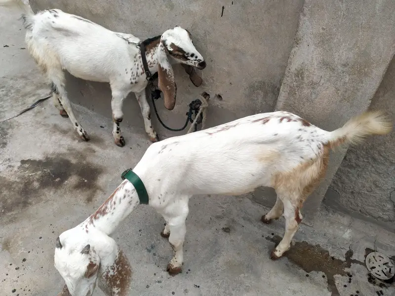 Makkhi cheni 2 female far sale — photo 2