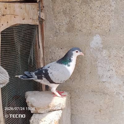 pigeon for sale Whatsapp number 03123119357