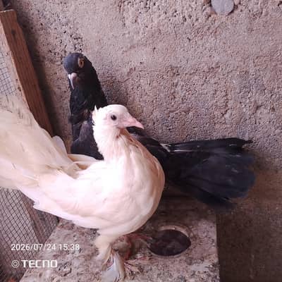 pigeon for sale Whatsapp number 03123119357