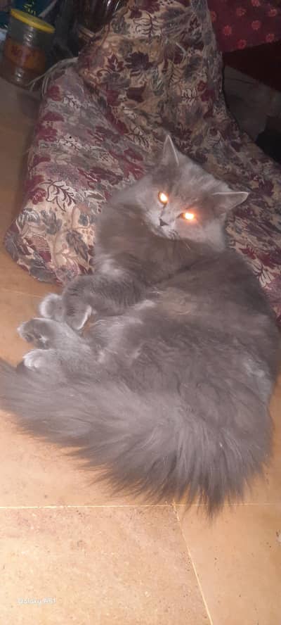 cat for sale