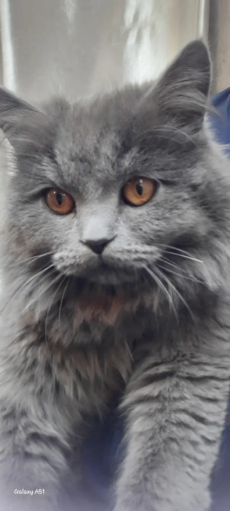 cat for sale — photo 2