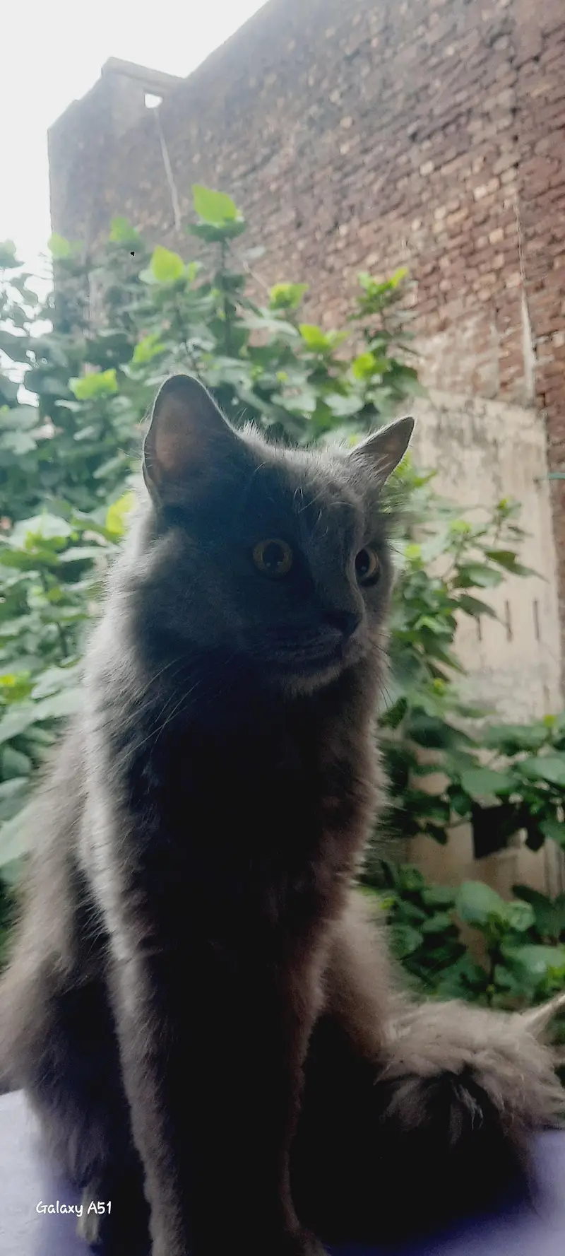 cat for sale — photo 3