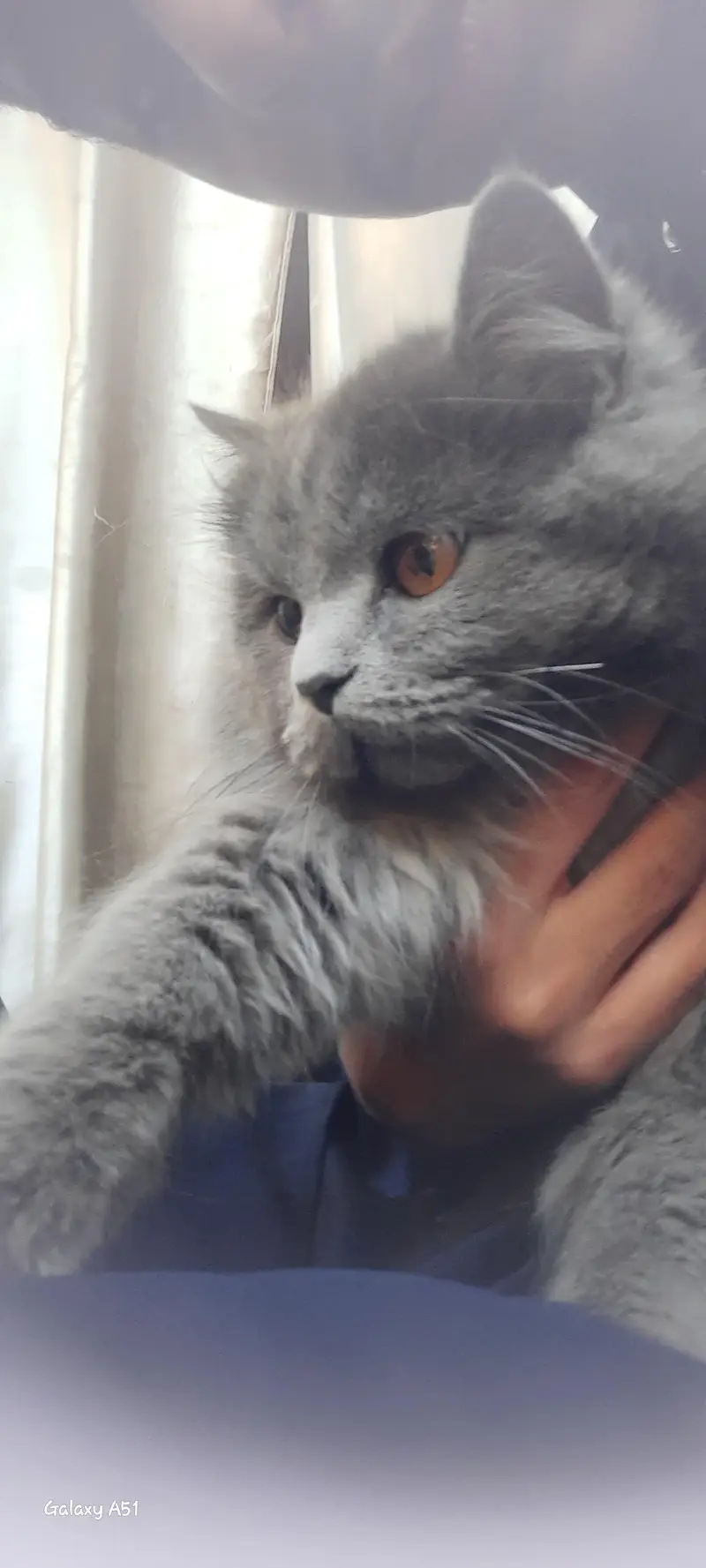cat for sale — photo 4
