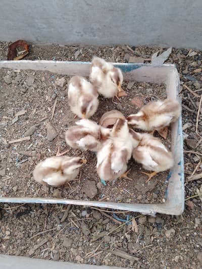 7 farmi chiks available