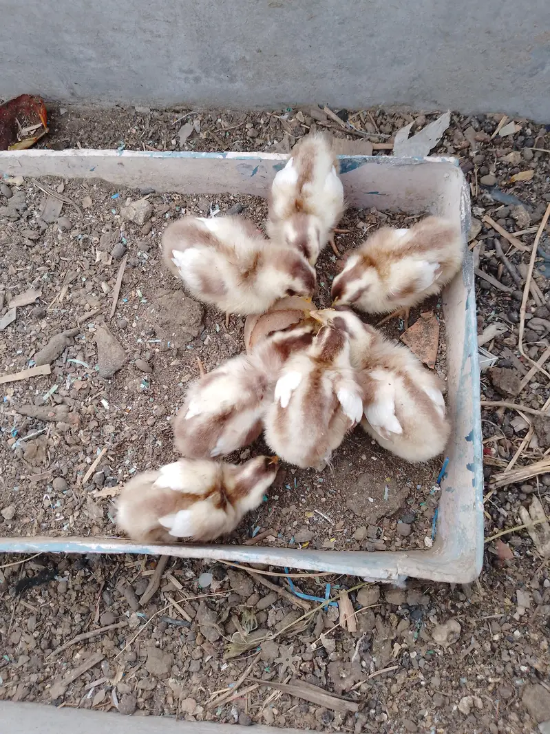 7 farmi chiks available — photo 2