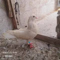 pigeon for sale Whatsapp number 03123119357 and call