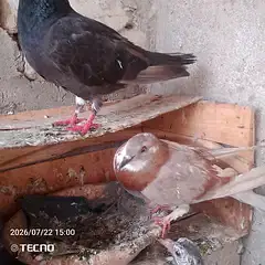 pigeon for sale Whatsapp number 03123119357 and call — photo 3