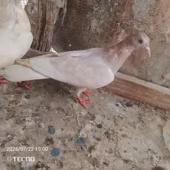 pigeon for sale Whatsapp number 03123119357 and call — photo 4