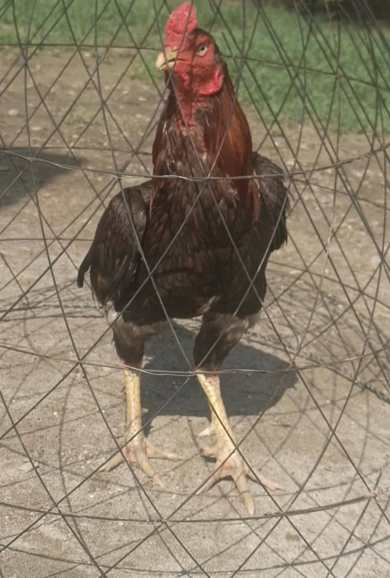 murga 0