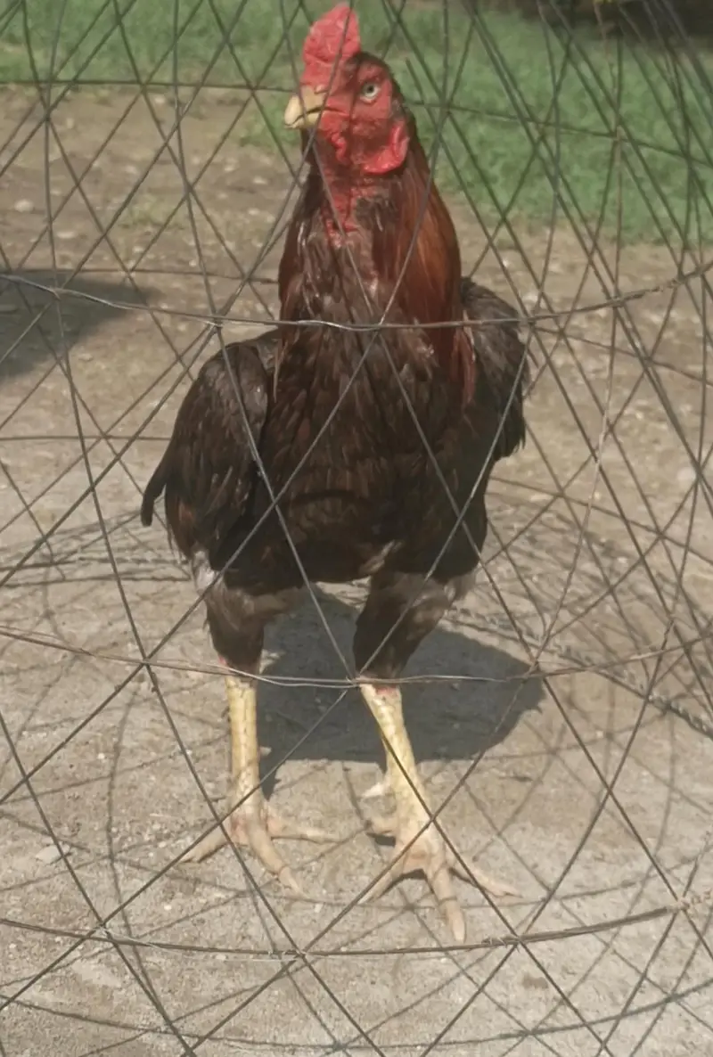 murga