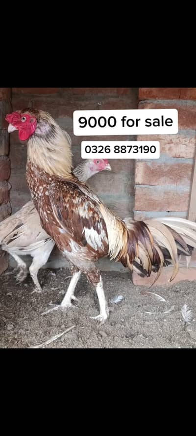 Aseel Sindhi,Mianwali and astrolop for sale. .