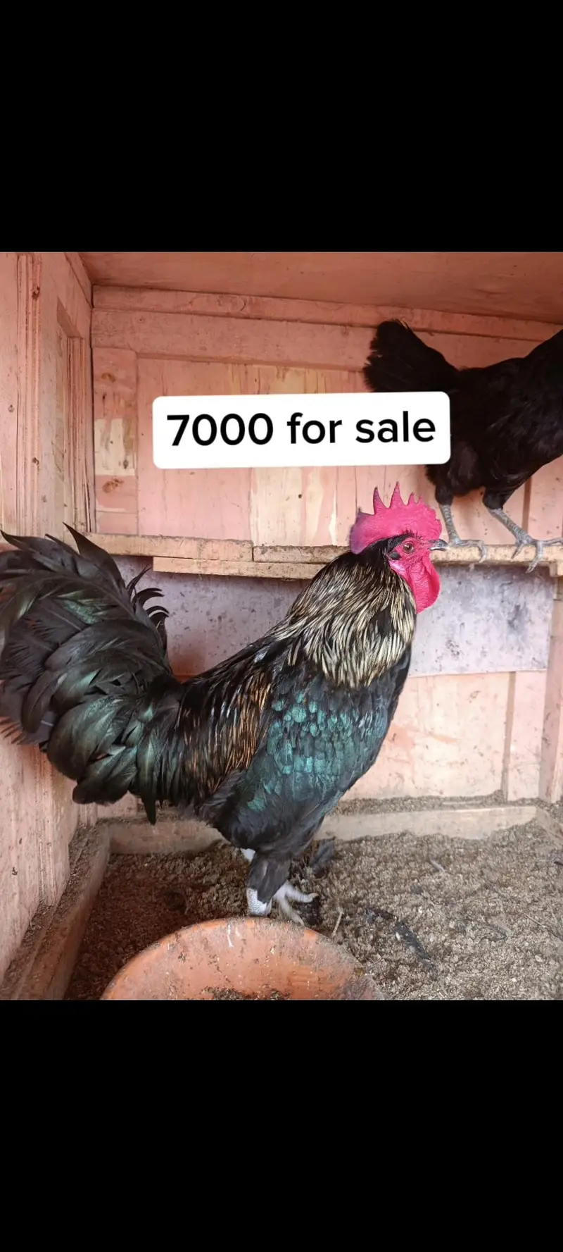Aseel Sindhi,Mianwali and astrolop for sale. . — photo 2