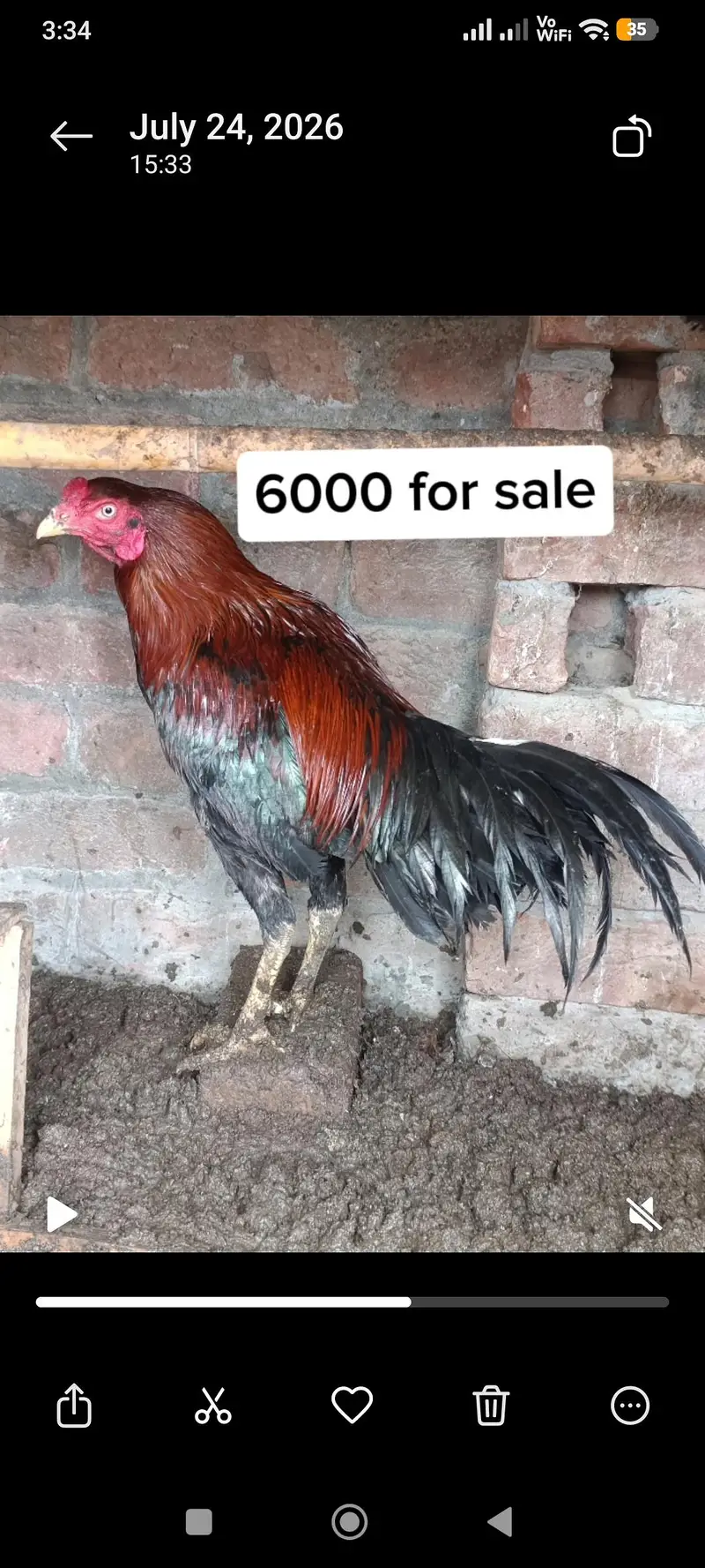 Aseel Sindhi,Mianwali and astrolop for sale. . — photo 3
