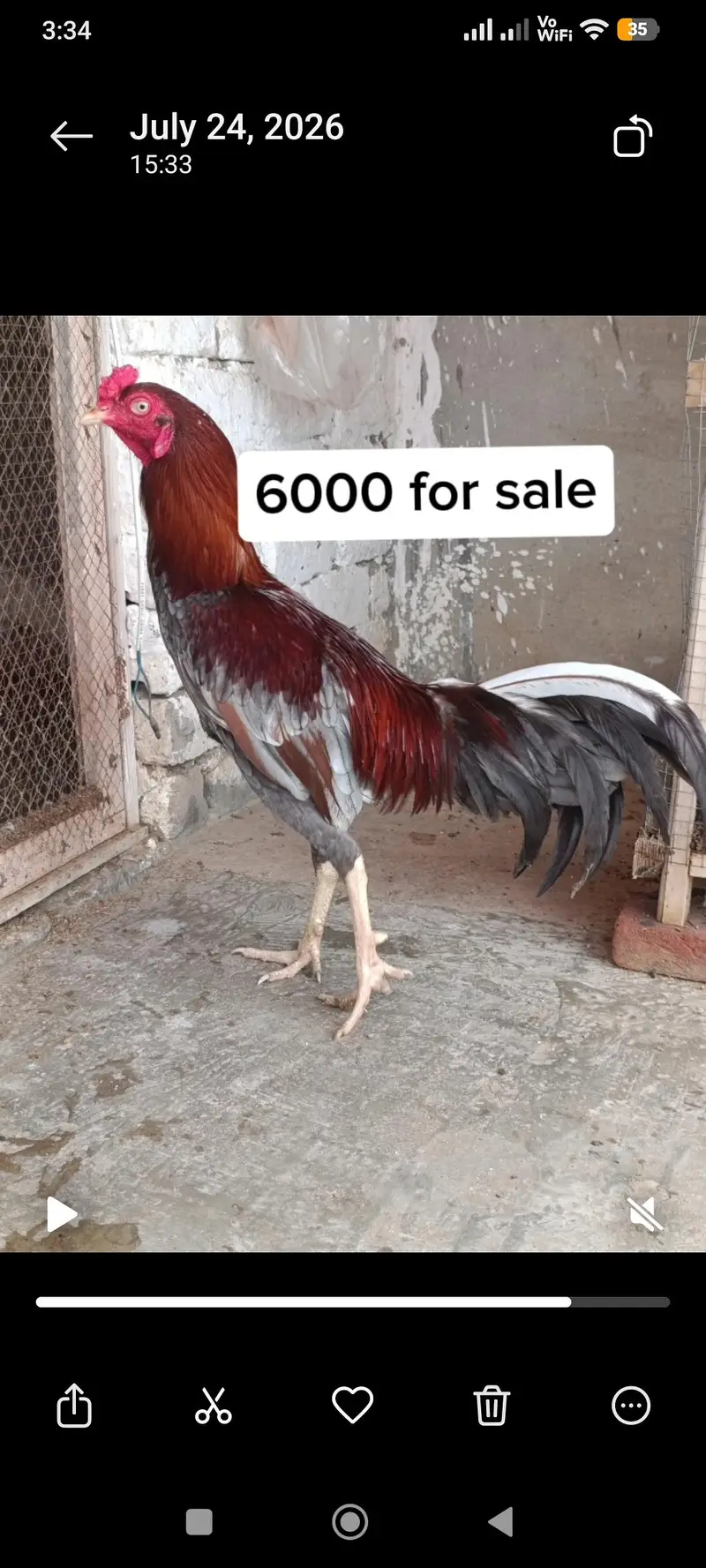 Aseel Sindhi,Mianwali and astrolop for sale. . — photo 4