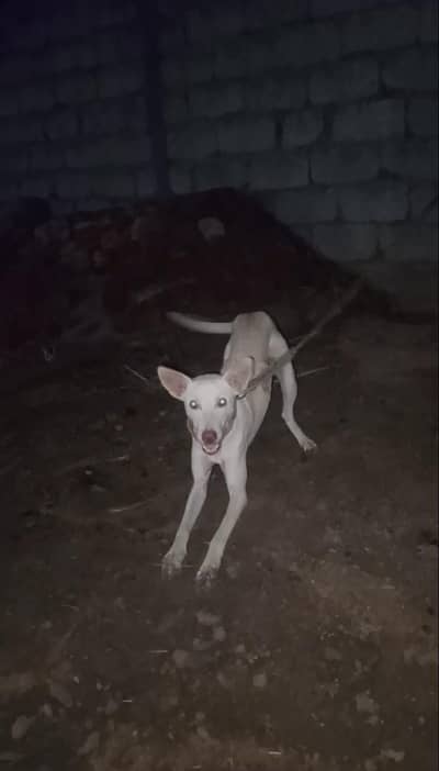 gultair cross dog for sale