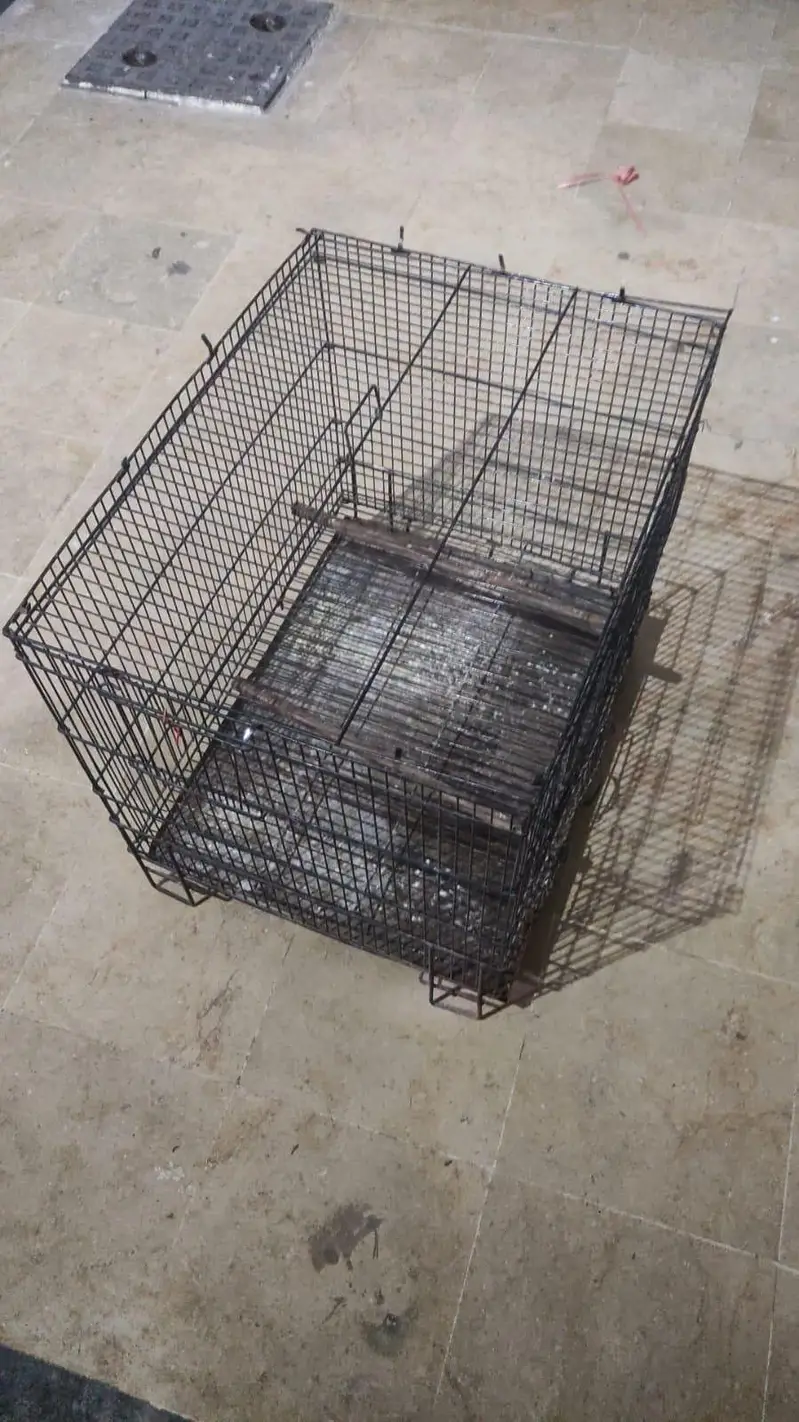 parrots cage for urgent sale — photo 2