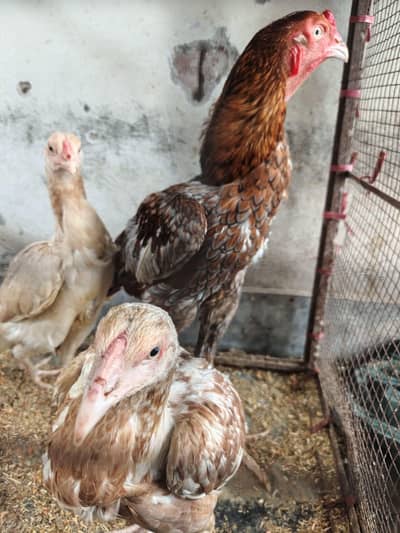Healthy Aseel Family | 1 Murgha + 2 Murgiyan | Egg Laying