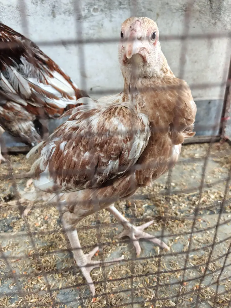 Healthy Aseel Family | 1 Murgha + 2 Murgiyan | Egg Laying — photo 2